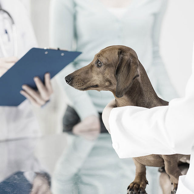 FDA Approves QBiotics’ Veterinary Anti-Cancer Treatment Stelfonta